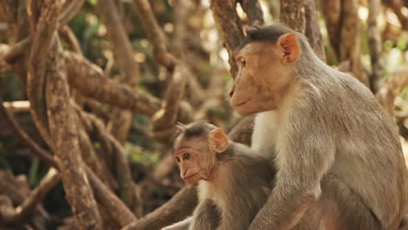 Goa, India. Monkey Bonnet Macaque - Macaca Radiata Or Zati Is Looking For Fleas On Its Cub. Close Up