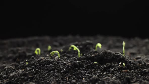 Plant Growing in Timelapse, Sprouts Germination Spring and Summer Agriculture