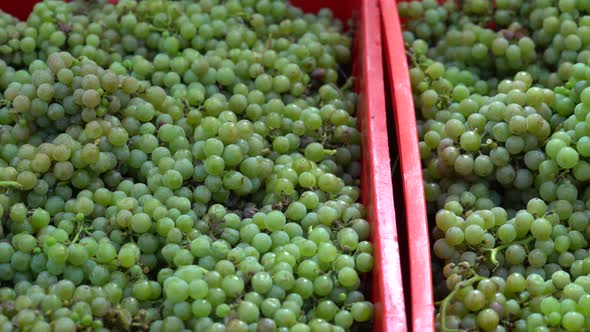 Boxes of Harvested White Grapes