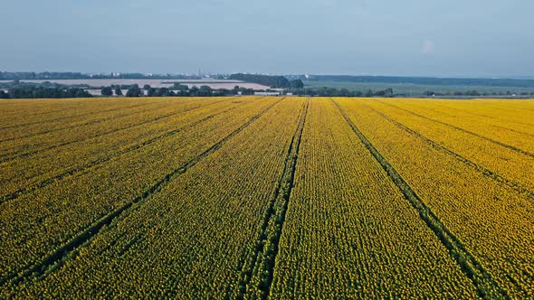 Flying Over Sunflower Fields