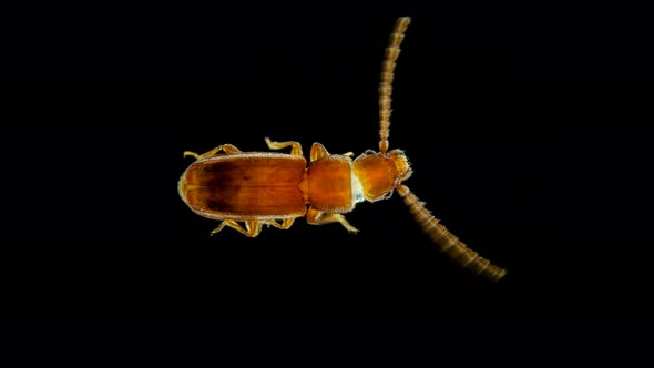 Pest Beetle Cryptolestes Sp