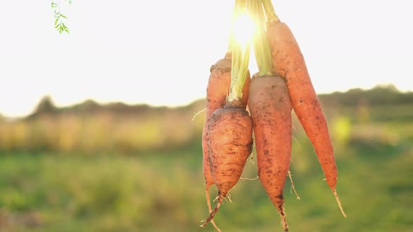 Freshly Picked Carrots From the Field in the Hands of a Worker