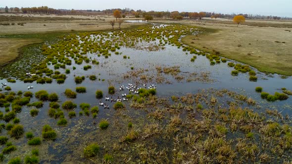 Autumn Reeds On Lake And Ducks