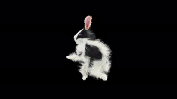 Rabbit Walking 4K