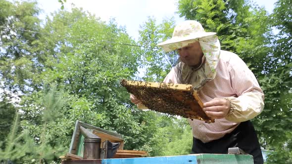 Frames of a Bee Hive