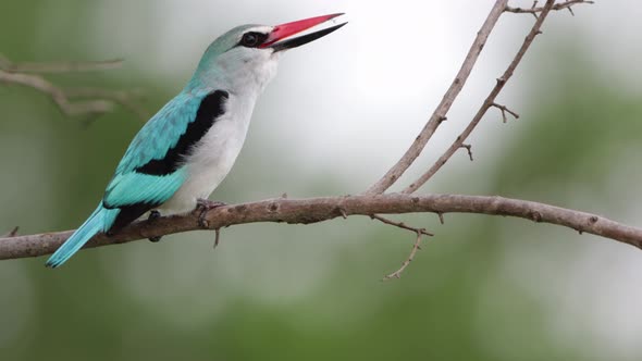 Teal Woodland Kingfisher perched on branch vibrates when vocalizing