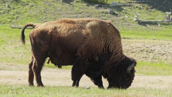 Huge Brown American Bison is Eating Green Grass on the Cinematic Meadow  USA