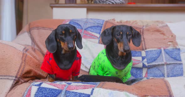 Cute Dachshunds in Colorful Tshirts Sit on Soft Blanket