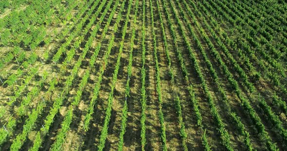 Aerial View Flying Above Rural Ripe Green Vineyard. Forward Establisher. .Italian Trip in Umbria