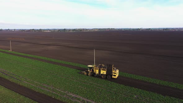 Harvesting Sugar Beet at the Autumn