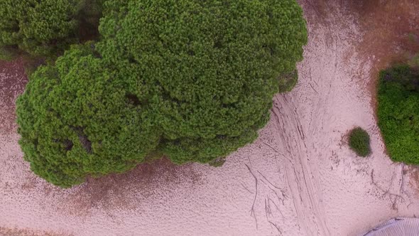 Aerial view of some tree tops on a dry land with fine white sands similar to beach sand. The camera