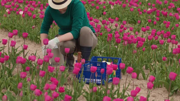 Hands in Garden Gloves Cutting Tulip Flower Stems with Pruning Shears in Plantation