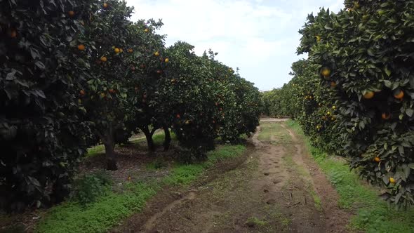 Orange field