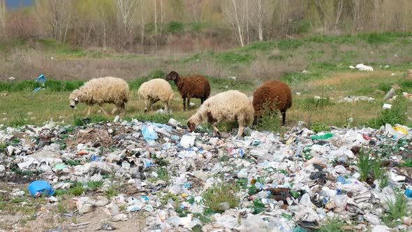 Sheeps Eating Garbage