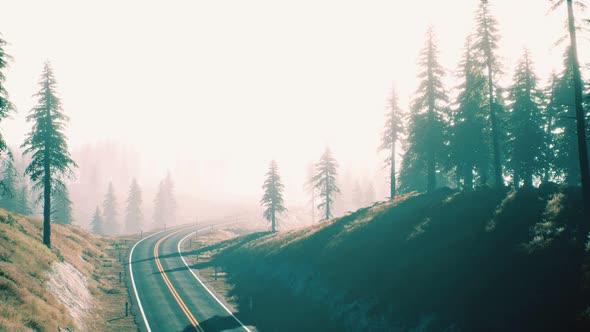 Road Through the Russian Taiga Forest From Aerial View