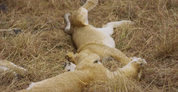 Lion cubs lying in grass