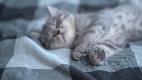 Beautiful Little Gray Tabby Cat Sleeps Sweetly on Plaid Blanket on Bed at Home