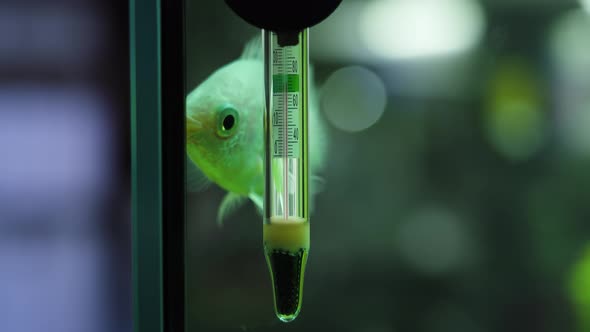 Thermometer Inside an Aquarium with Little Fish