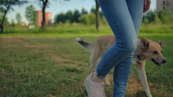 A Dog Without a Leash Is Walking Next To Its Unrecognizable Mistress.