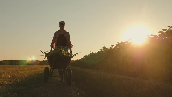 Woman Farmer Rolls a Wheelbarrow Full of Harvest Sweet Corn