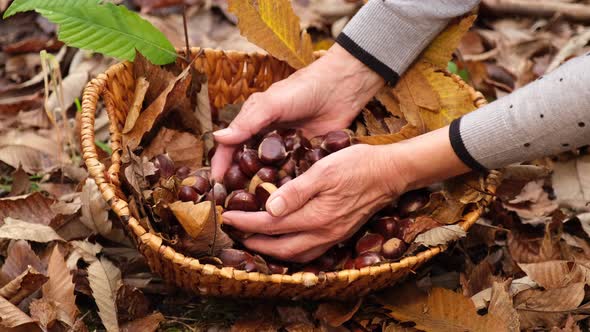 Chestnuts in Wicker Basket