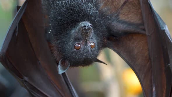 Close up shot of a large flying fox hanging upside licking his mouth after eating