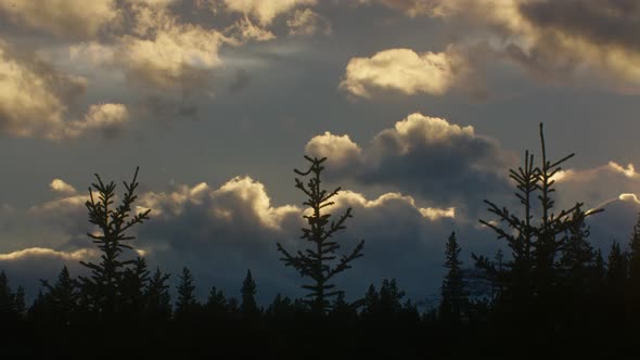 Clouds moving across sky with young pine trees time lapse