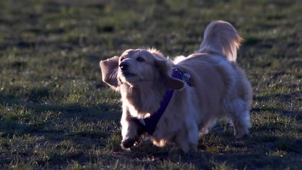 Blonde Puppy Running At The Green Field During Sunny Day. wide shot