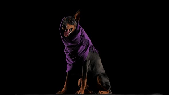 Studio Portrait of a Cheerful Doberman in a Lilac Scarf with an Ear Sticking Out From Under It