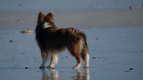 Miniature collie dog on the beach