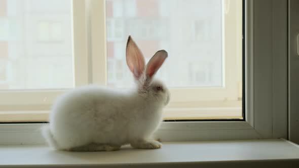 Little White Rabbit Sitting on a Windowsill and Funny Moving Spout