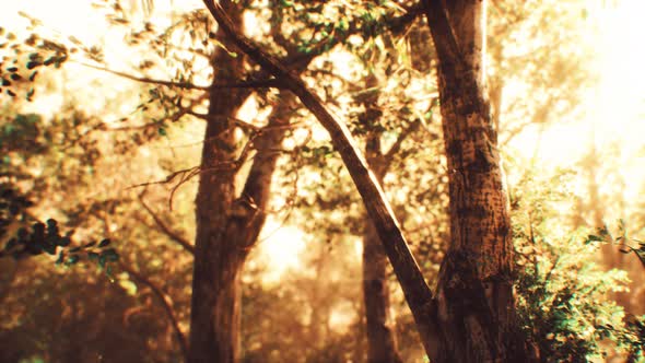 Rays of Sunlight in a Misty Forest in Autumn