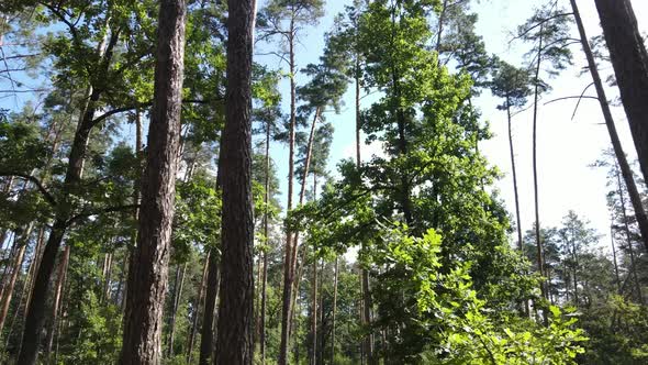 Natural Landscape in the Forest During the Day