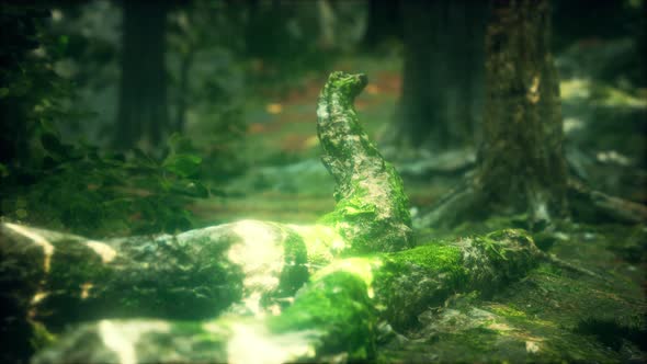 Old Trees with Lichen and Moss in Green Forest