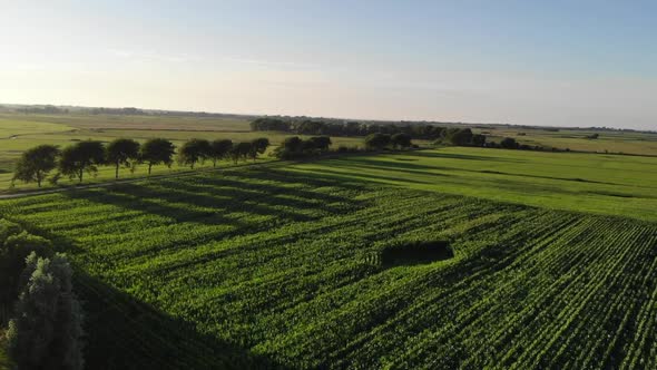 Drone shot of cornfield in northern Germany