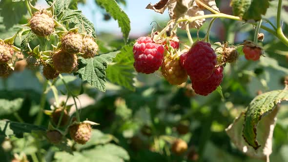Close-up shot of a handful of raspberries growing and ripening on a branch in a summer garden. 