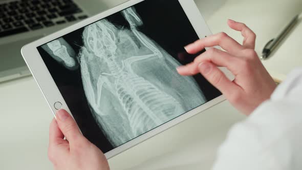 Doctor Veterinarian Examining Hedgehog Skeleton Roentgen Closeup