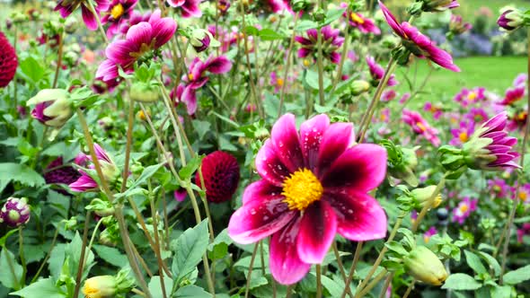 Gerbera Wagging In The Wind Against The Background Of Other Flowers.  