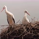 Two White Storks In The Nest On The Roof In Germany - VideoHive Item for Sale