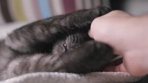 Beautiful cat relaxing, playing, grooming, slow motion