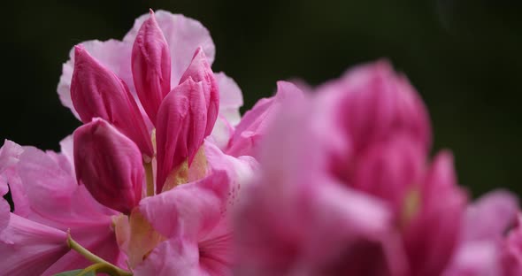 Rhododendron catawbiense known as Catawba rosebay