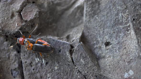 Mating Beetles Cantharis Rustica. Two Beetles Have Sex. Continuation of the Offspring. Macro.