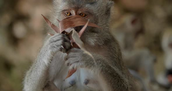 Monkey Playing with Leaf Bali Indonesia