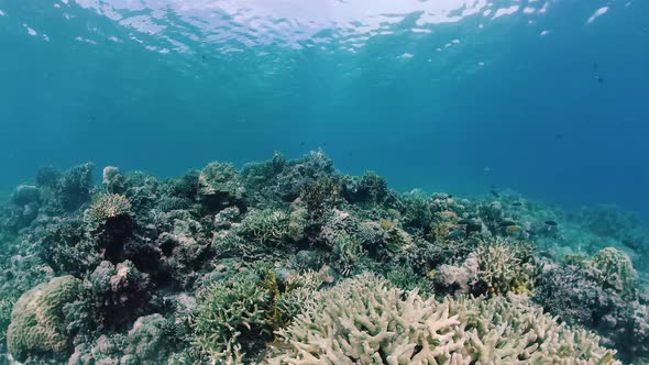 The Underwater World of a Coral Reef. Panglao, Philippines.