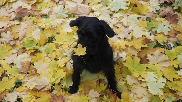Top View of a Black Giant Schnauzer Sitting on Golden Yellow Fallen Leaves