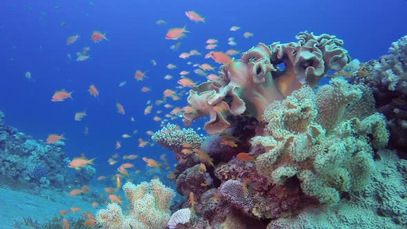 Colorful Tropical Coral Reefs