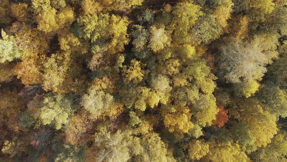 Autumn deciduous forest from above