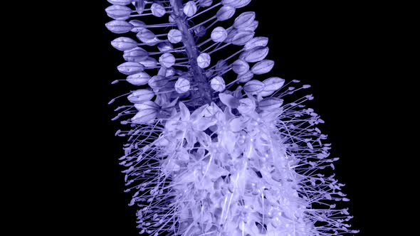 Toned in Violet Flower Eremurus Blooming in Time Lapse on a Black Background
