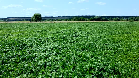 Aerial Drone View Flight Over a Field of Green Grass on a Sunny Summer Day