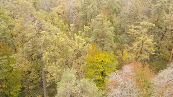 Autumn Forest Landscape with Trees By Day